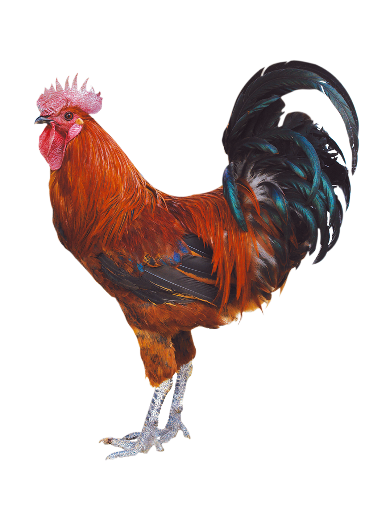 петушок рисунок. фон с петухами. петух. петух без фона. петух.